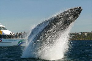 2hr Explorer Cruise - Sydney\'s best value whale watching cruise